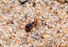 Pheidole longiceps doddi