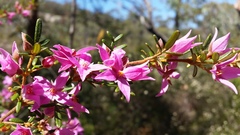 Boronia amabilis