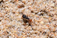 Pheidole longiceps doddi