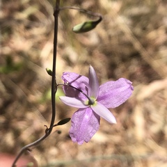 Dichopogon capillipes