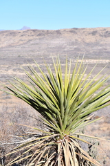 Yucca torreyi