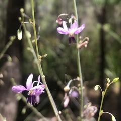 Dichopogon capillipes