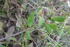 Persoonia confertiflora
