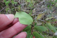 Persoonia confertiflora