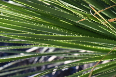 Dasylirion leiophyllum