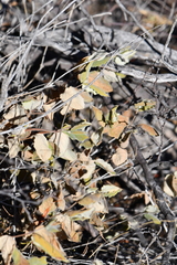 Mandevilla macrosiphon