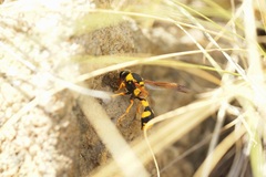 Katamenes dimidiatus