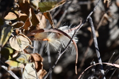 Mandevilla macrosiphon