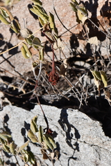 Mandevilla macrosiphon