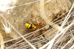 Katamenes dimidiatus