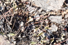 Mandevilla macrosiphon