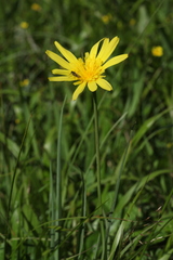 Tragopogon reticulatus