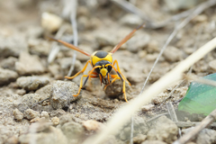 Katamenes dimidiatus