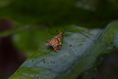 Glaucocharis selenaea