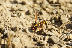 Katamenes dimidiatus