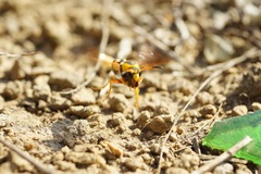 Katamenes dimidiatus