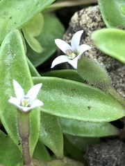 Lobelia irrigua