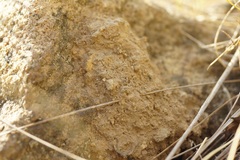 Katamenes dimidiatus