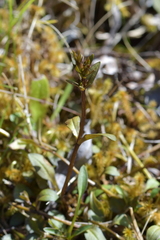 Gentianella grisebachii
