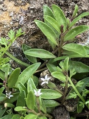 Lobelia irrigua