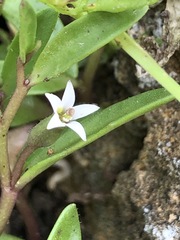 Lobelia irrigua