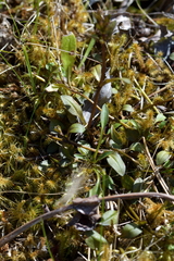 Gentianella grisebachii