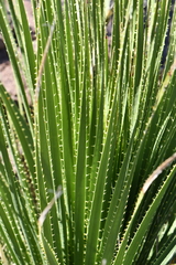 Dasylirion leiophyllum