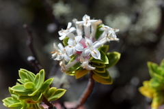 Pimelea gnidia