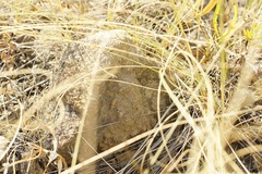 Katamenes dimidiatus