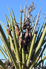 Yucca torreyi