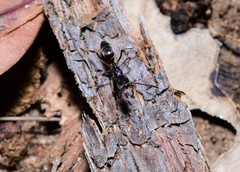 Mesoponera australis