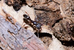 Mesoponera australis