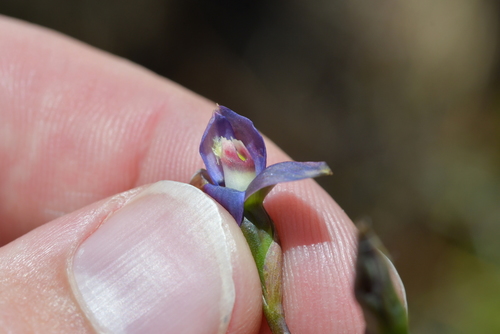 Image of Thelymitra formosa by (c) Christopher Stephens, some rights reserved (CC BY-SA)