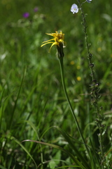 Tragopogon reticulatus
