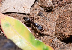 Mesoponera australis