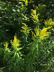 Solidago brendae