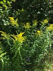 Solidago brendae