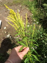 Solidago brendae