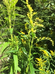 Solidago brendae