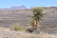 Yucca torreyi