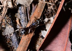 Mesoponera australis