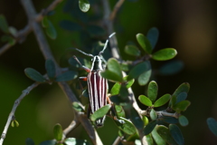 Navomorpha lineata