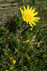 Tragopogon reticulatus