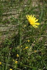 Tragopogon reticulatus
