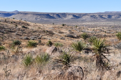 Yucca torreyi