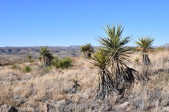 Yucca torreyi