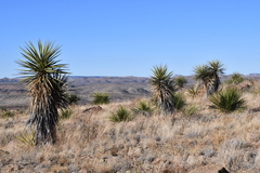 Yucca torreyi