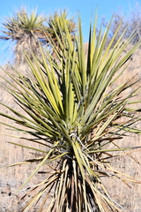 Yucca torreyi
