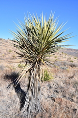 Yucca torreyi
