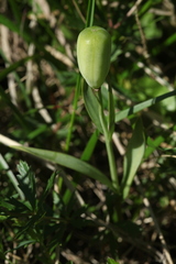 Fritillaria collina